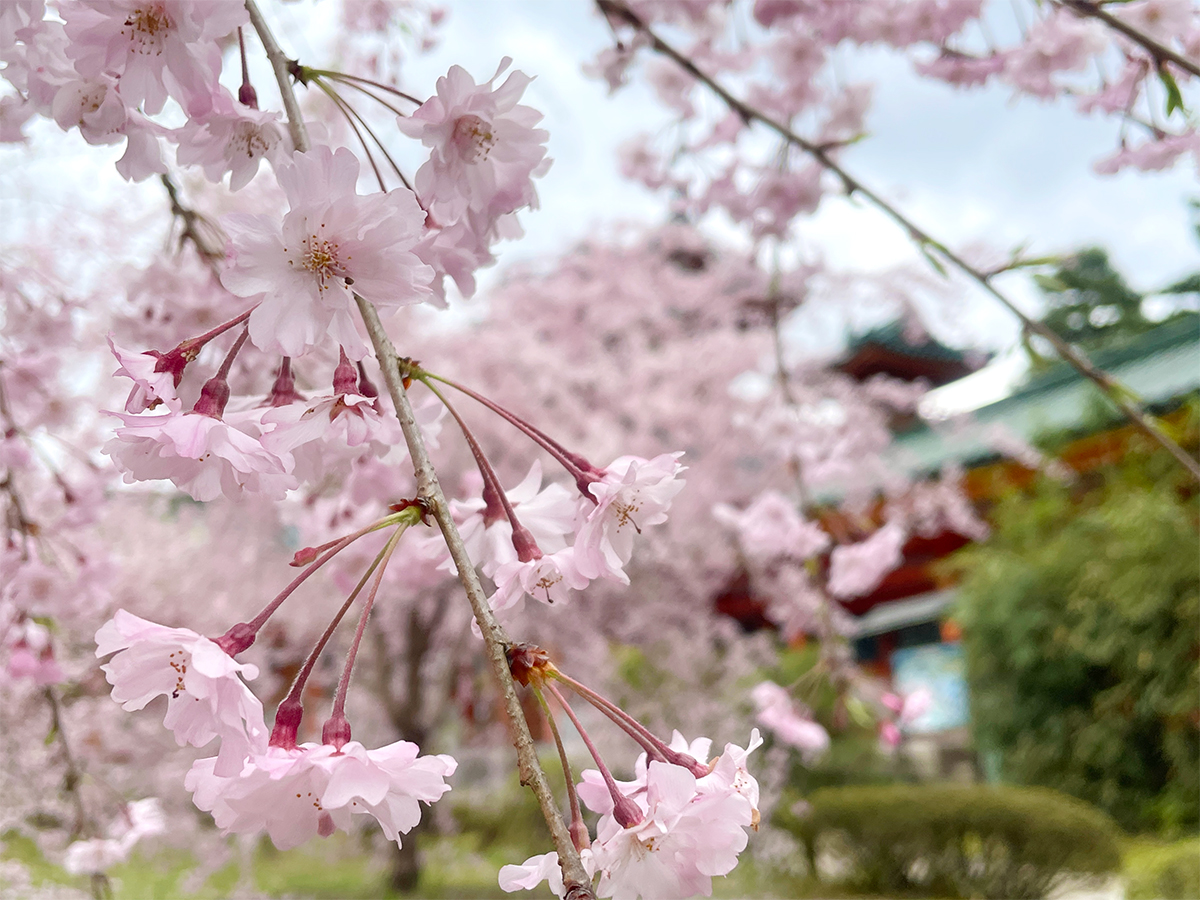 春の京都と、ちょっと奈良
